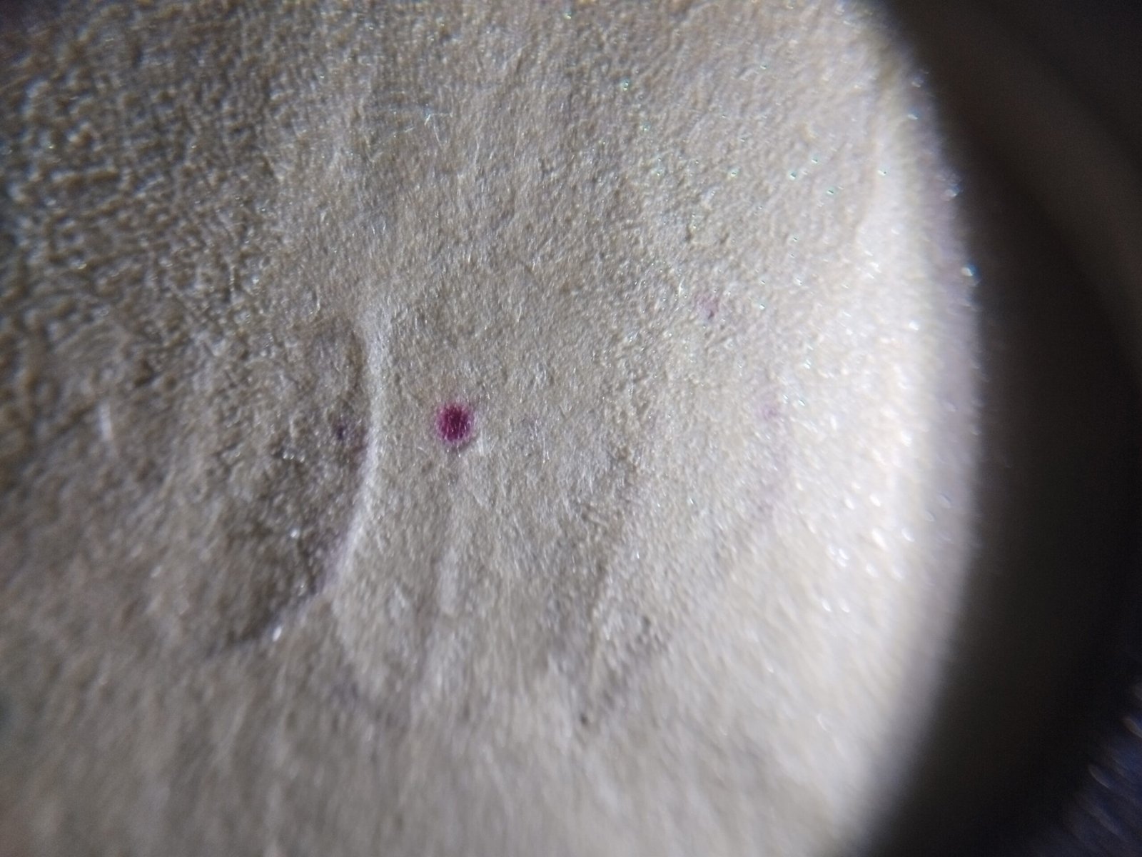 ESDA in Forensic Document Analysis - Handwriting Expert